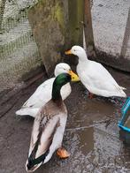 Eenden, Meerdere dieren, Eend