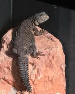 Uromastyx dispar flavifasciata, Hagedis, 0 tot 2 jaar