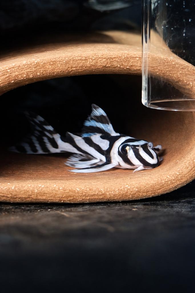 L46 Zebra Pleco 5 cm – Eigen kweek “Zebra Line L46”, Vis, Zoetwatervis