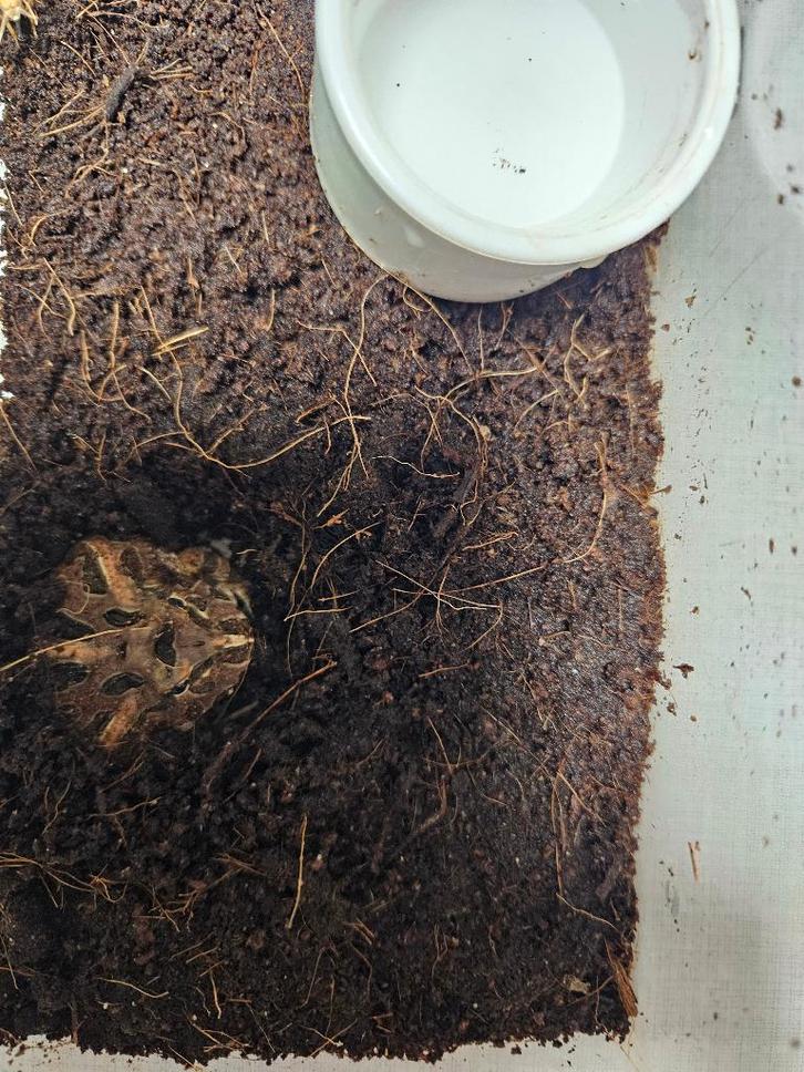 C.Cranwelli Hoornkikker Frog - unknown for sale from TerShop