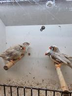 Te koop 3 koppelen oranje isabel van 2025
2 mannen, Dieren en Toebehoren, Mannelijk, Wildzangvogel