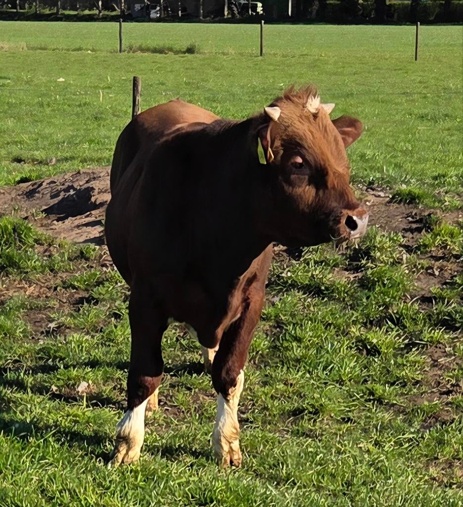 Te koop 2 Brr en een Lakenvelder stier, Dieren en Toebehoren, Mannelijk, 0 tot 2 jaar