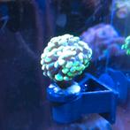 Euphyllia paraancora, Overige typen, Zoutwatervis