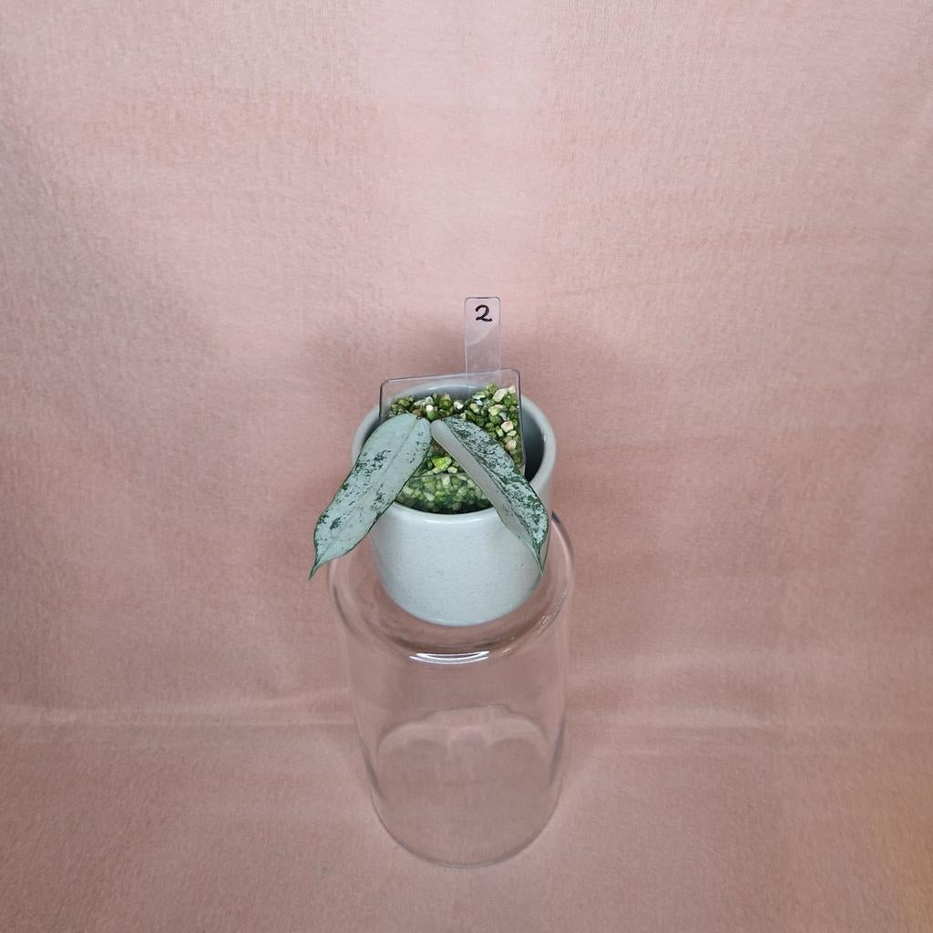 Hoya Pandurata Silver 2, Overige soorten, Minder dan 100 cm, Bloeiende kamerplant, Halfschaduw
