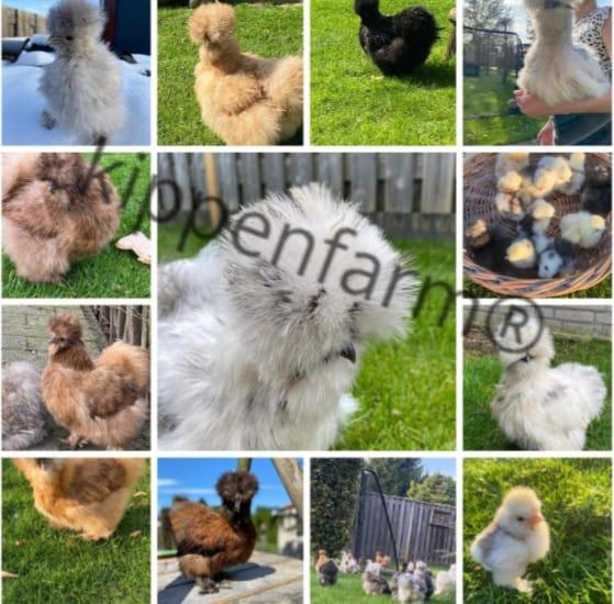 Broedeieren USA Zijdehoen, Dieren en Toebehoren, Pluimvee, Geslacht onbekend, Kip