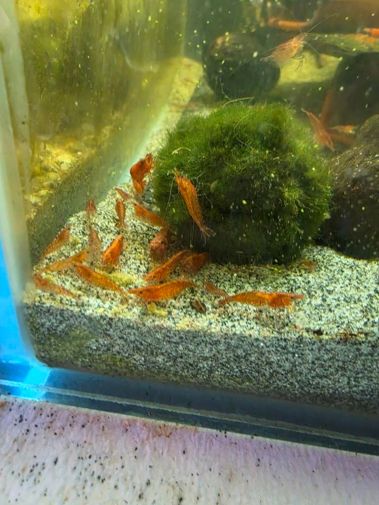 Rode haagse garnalen, Kreeft, Krab of Garnaal