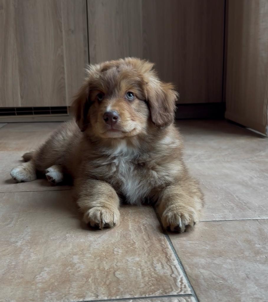 Australian toller pups, Parvo, 8 tot 15 weken, Meerdere, Nederland