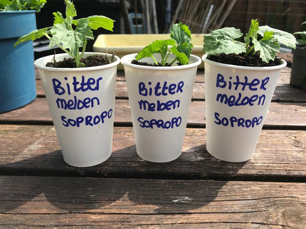 Bittermeloen, sopropo, Tuin en Terras, Planten | Tuinplanten, Ophalen, Volle zon, Groenteplanten, Eenjarig