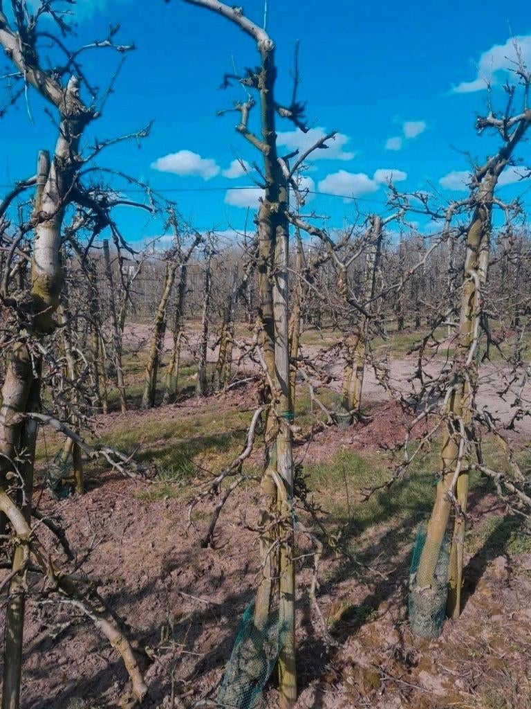 Elstar appelbomen, Tuin en Terras, Planten | Fruitbomen, Ophalen, Appelboom, Lente