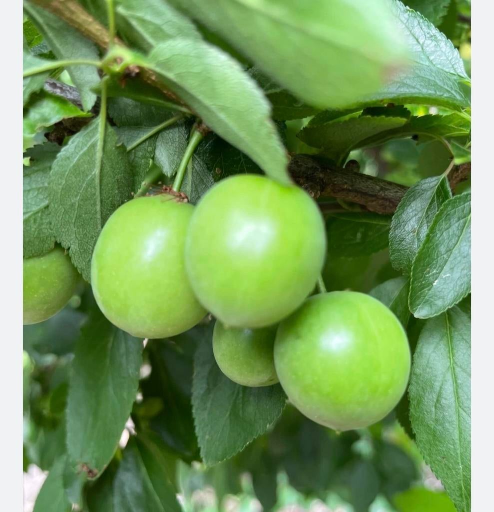 *** Biologische Can Erik Pruimenboom (Prunus domestica), Tuin en Terras, Planten | Fruitbomen, Lente, Volle zon, In pot, Ophalen of Verzenden