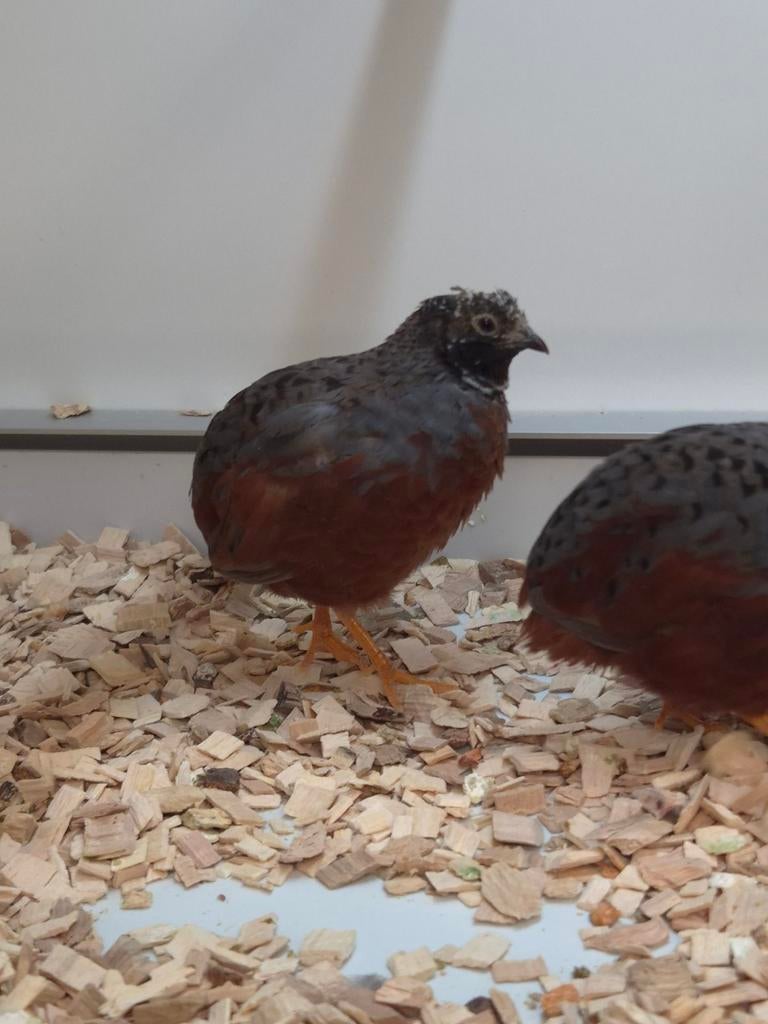 2-1 Chinese dwergkwartels, Meerdere dieren, Tropenvogel