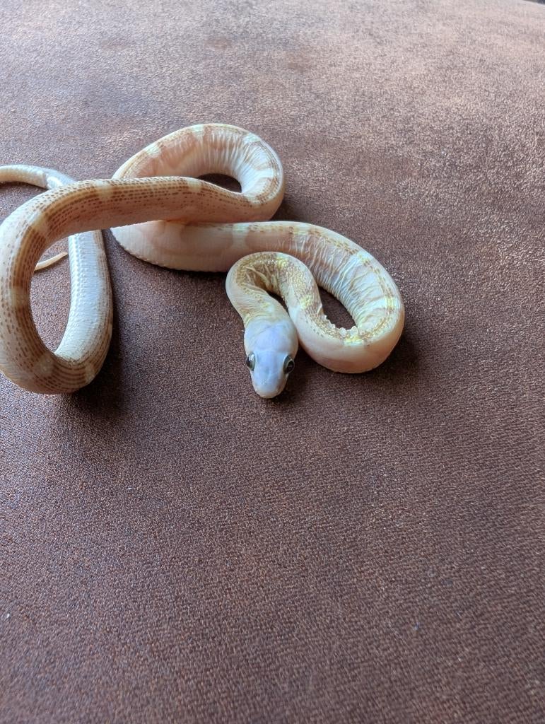 0.1 Scaleless Amber motley 100% heterozygoot Amel  (butter), Dieren en Toebehoren, Slang, Tam, 0 tot 2 jaar