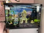 Aquarium, Ophalen, Zo goed als nieuw, Gevuld zoetwateraquarium