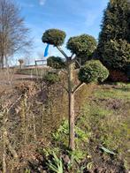 Taxus boompje, Ophalen of Verzenden, Gebruikt, Overige materialen