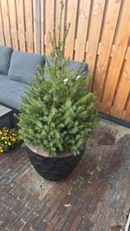 2 Dennenboom, Tuin en Terras, Planten | Bomen, Ophalen, Volle zon, Overige soorten, Minder dan 100 cm