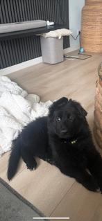 Duitse Herder Langharige teefje, Parvo, 8 tot 15 weken, Teef, Eén hond