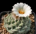 cactus - Strombocactus disciformis, Verzenden, Cactus, Volle zon, Minder dan 100 cm