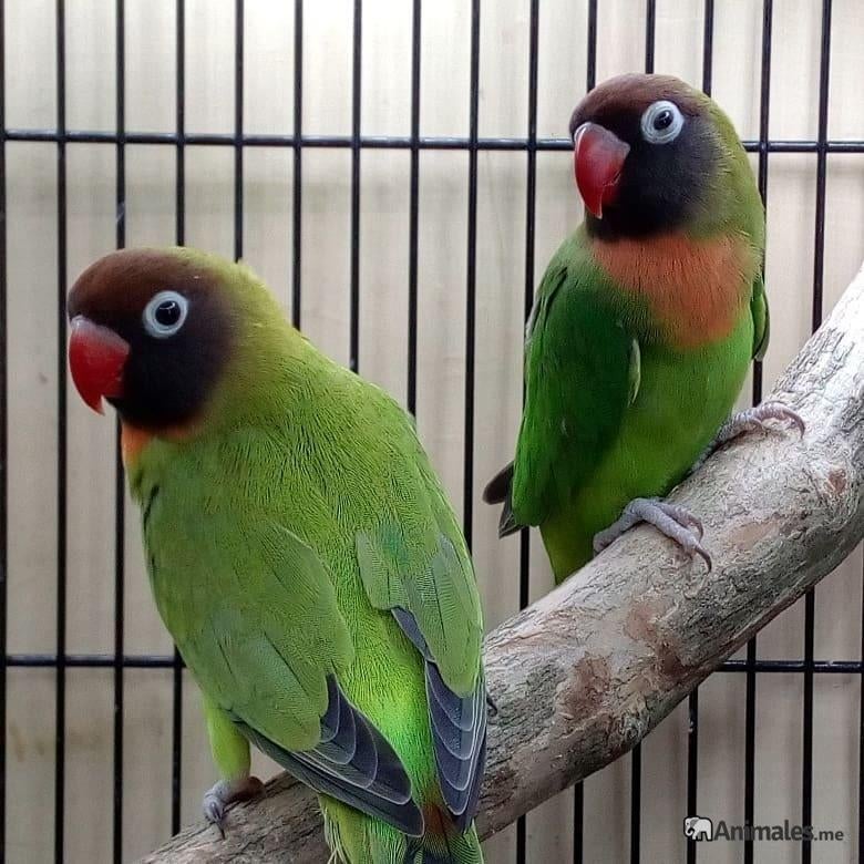 Gevraagd 2 Agapornis nigrigenis poppen, Dieren en Toebehoren, Vrouwelijk, Dwergpapegaai of Agapornis, Geringd