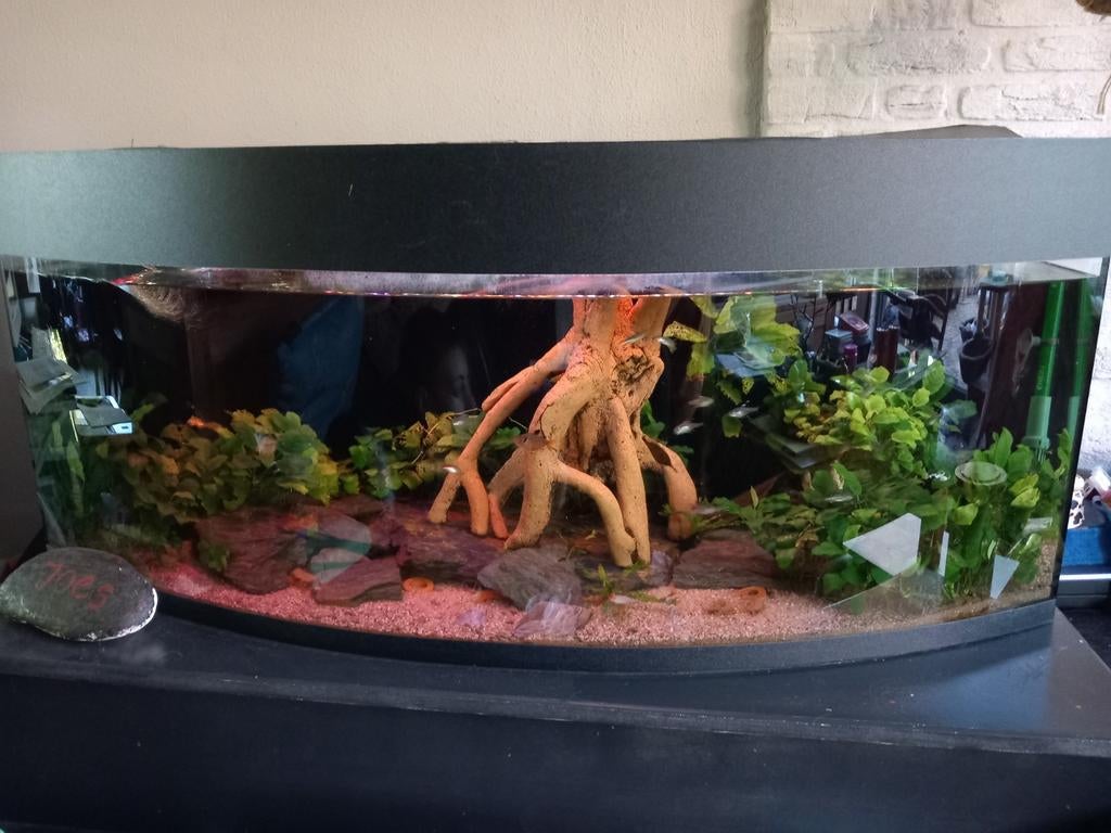 Groot compleet aquarium van Juwel 1.20m  incl. Vissen etc., Ophalen, Gevuld zoetwateraquarium