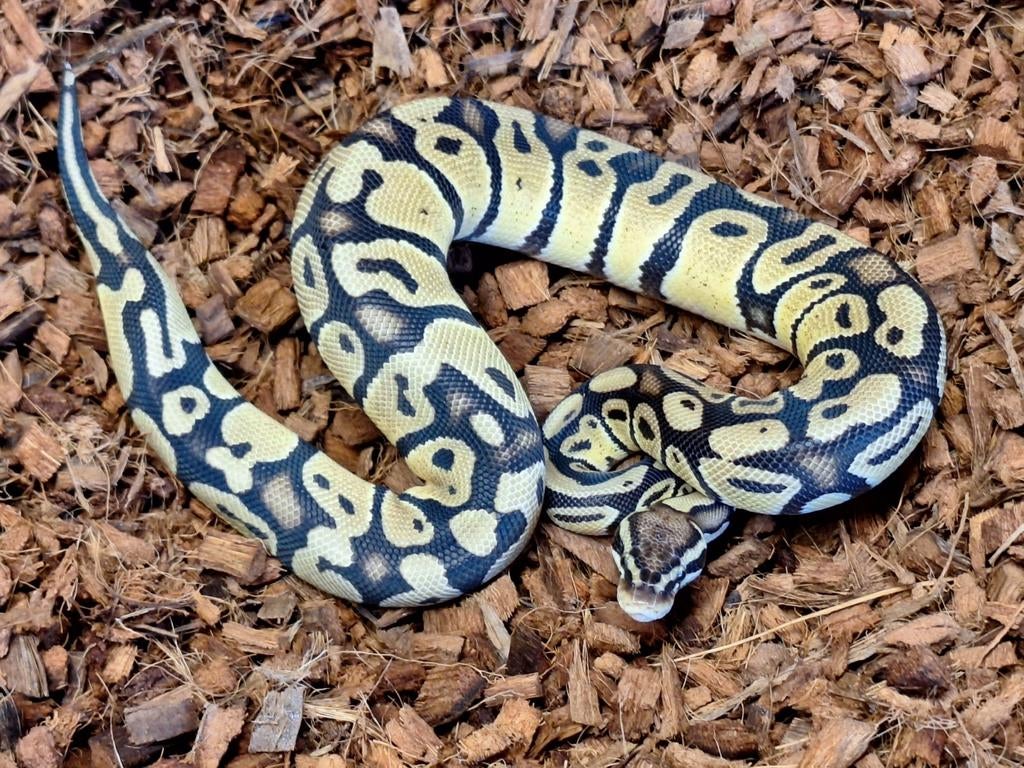 Python regius 1.0 Pastel dubbel het Clown/VPI Axanthic Ball Python - male for sale from Simon