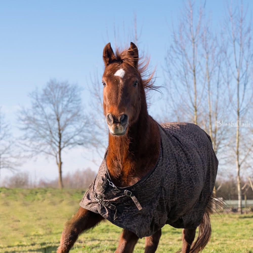 Verzorgster / bijrijdster gezocht, Dieren en Toebehoren, Paarden en Pony's | Verzorgingsproducten, Ophalen of Verzenden, Nieuw