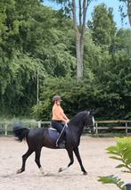 Verzorgpony/paard gezocht, Minder dan 160 cm, L, Recreatiepaard, Meerdere dieren