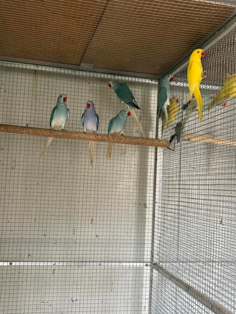 Halsbanden verschillende kleuren ., Dieren en Toebehoren, Vogels | Parkieten en Papegaaien, Meerdere dieren, Parkiet, Geringd