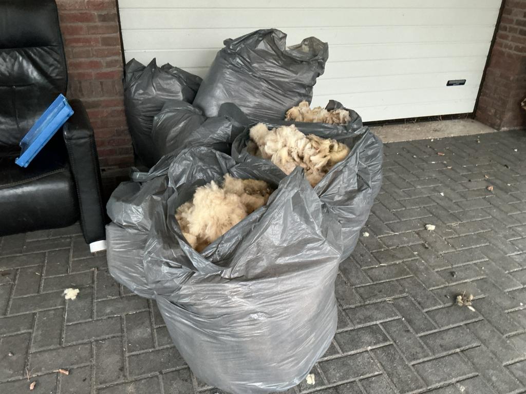 Schapen vacht, Ophalen