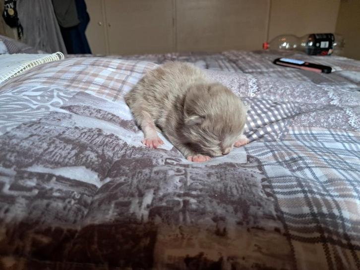 Ragdoll kittens, Dieren en Toebehoren, Katten en Kittens | Raskatten | Korthaar, Meerdere dieren