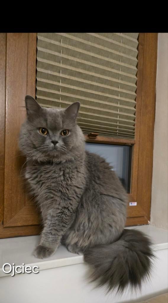 Britse langhaar katt dekkaters, Dieren en Toebehoren, 0 tot 2 jaar