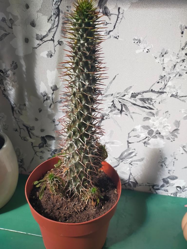 Cactus, Ophalen, Cactus, Volle zon, Minder dan 100 cm