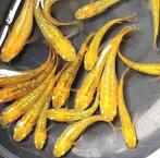 Medaka - Japanse Rijstvis - Lecris, Vis