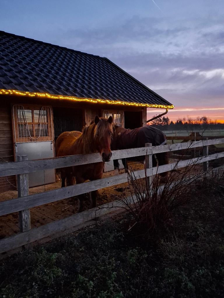 pension pony stalling, Stalling, 1 paard of pony