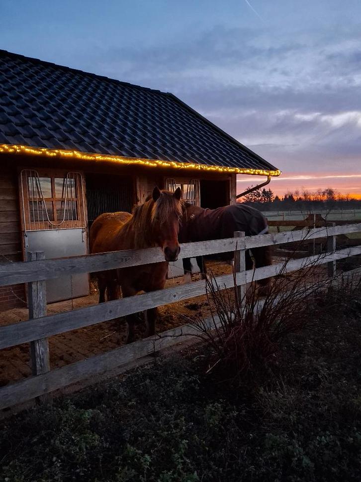 pension pony stalling, Dieren en Toebehoren, Stalling en Weidegang, Stalling, 1 paard of pony