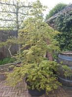 Japanse esdoorn soorten, Ophalen, Bloeit niet, Halfschaduw, Overige soorten