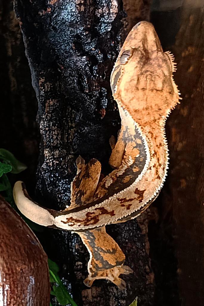 Wimpergekko nakweek 2025 tricolor Crested Gecko - unknown for sale from Sabrina