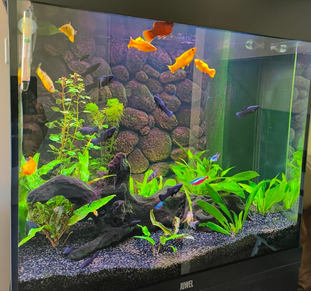 Diversen Molly visjes aangeboden, Dieren en Toebehoren, Vis