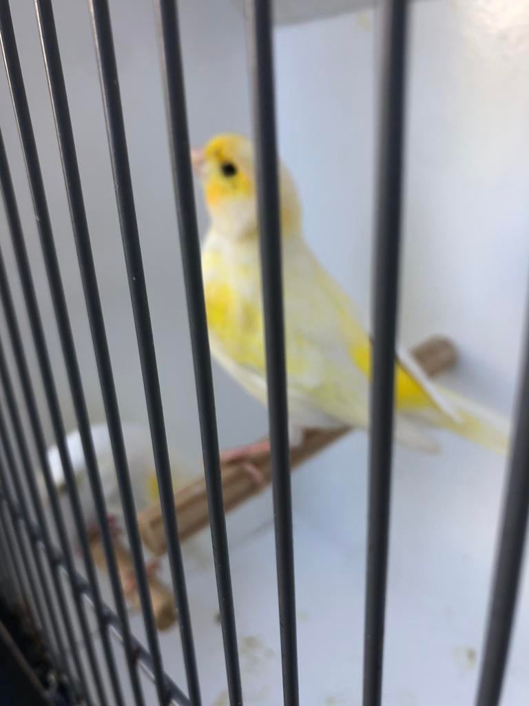 Te koop ; Fraai koppel Geel- Mozaïek Kanaries geringd 2025, Dieren en Toebehoren, Vogels | Kanaries, Meerdere dieren, Kleurkanarie