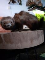 Taxidermie,Taxidermy Opgezette"Bunzing", Verzamelen, Dierenverzamelingen, Ophalen of Verzenden, Zo goed als nieuw, Wild dier, Opgezet dier