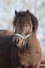 Shetlander merrie, Dieren en Toebehoren, Merrie, Met stamboom, Niet van toepassing, A pony (tot 1.17m)