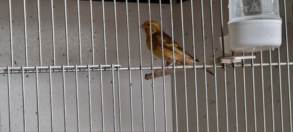 Bastaard Putter Isabel man, Mannelijk, Wildzangvogel, Geringd