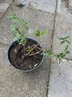 Vlinderstruik paars nummer 4, Ophalen, Vlinderstruik, Struik, Minder dan 100 cm