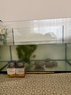 Aquarium incl 2 sluierstaart 1 algeneter plus voer, Ophalen, Zo goed als nieuw, Plant(en), Steen of Hout