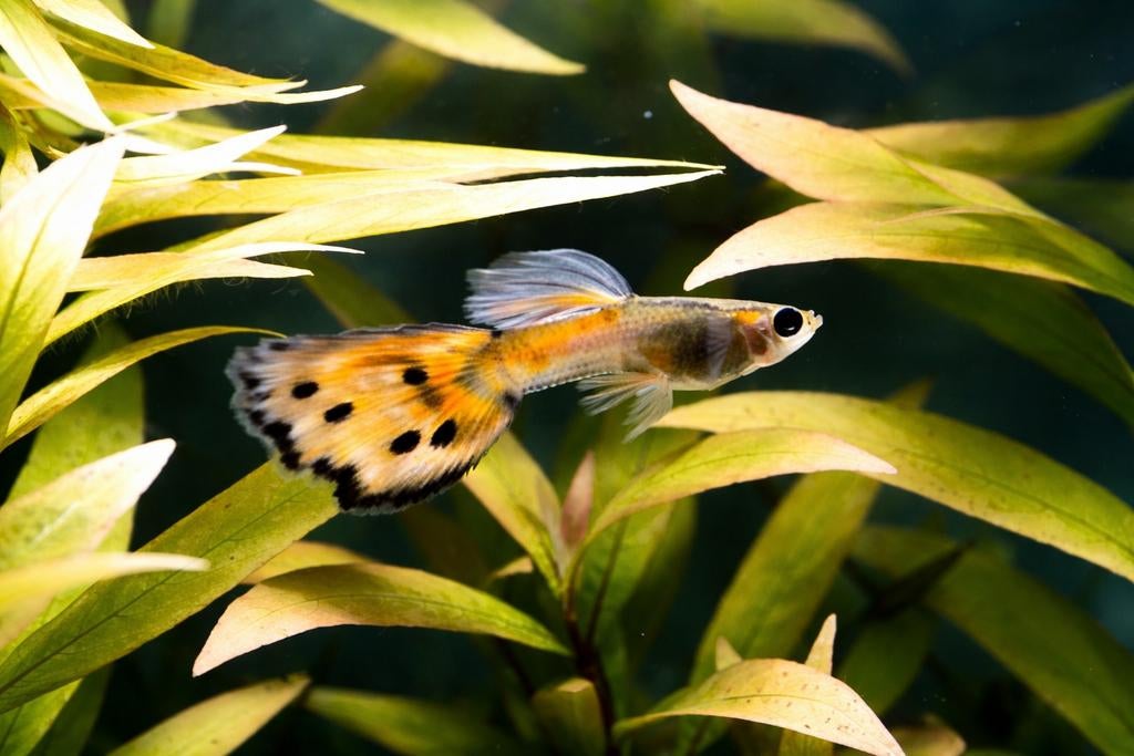 Manetjes Gup - Poecilia reticulata, Dieren en Toebehoren, Vissen | Aquariumvissen, Vis