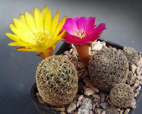 cactus - Sulcorebutia gemmae - forse oude cluster, Huis en Inrichting, Kamerplanten, Verzenden, Cactus, Volle zon, Minder dan 100 cm