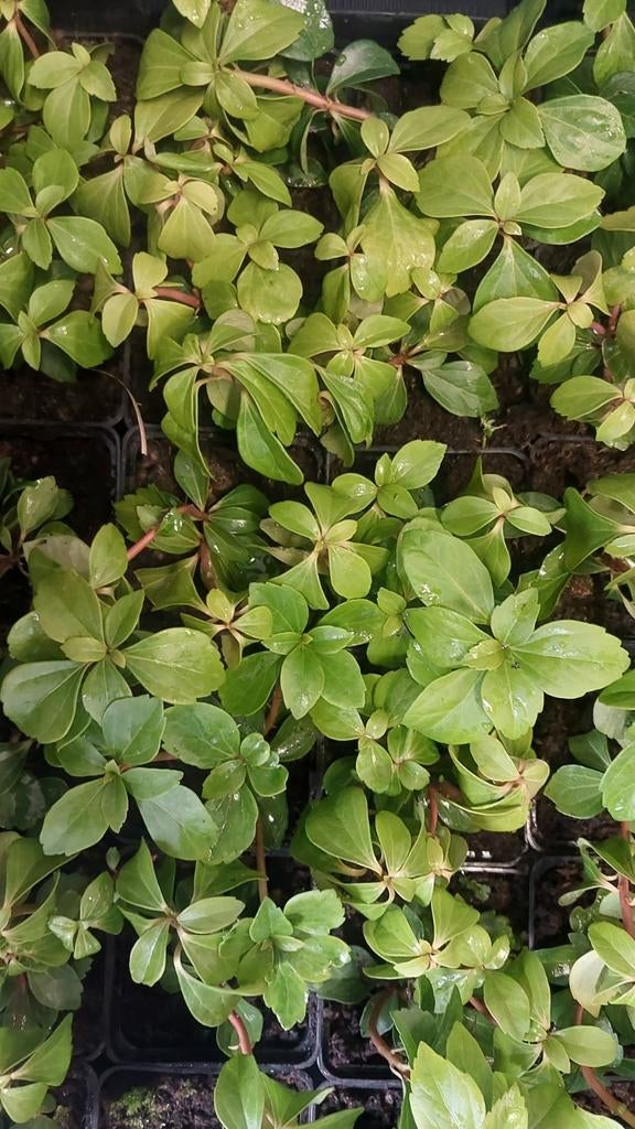 Pachysandra bodembedekker, Ophalen of Verzenden, Overige soorten, Minder dan 100 cm