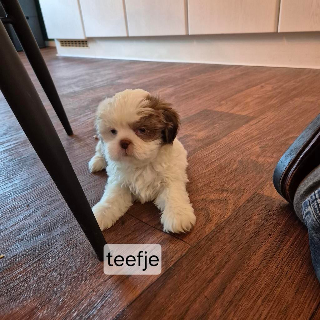 mooie lieve rszuivere shih tzu pups, Dieren en Toebehoren, Honden | Chihuahua's en Gezelschapshonden, Overige rassen, 8 tot 15 weken