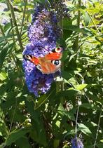 Vlinderstruik (Buddleja davidii) - Nectarrijke bloemen, Overige soorten, Volle zon, Vaste plant, Ophalen of Verzenden