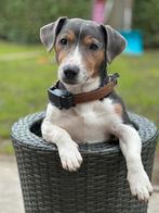 Grey tan jackrussel ( dekreu )niet te koop!, Reu, CDV (hondenziekte), Eén hond, Klein