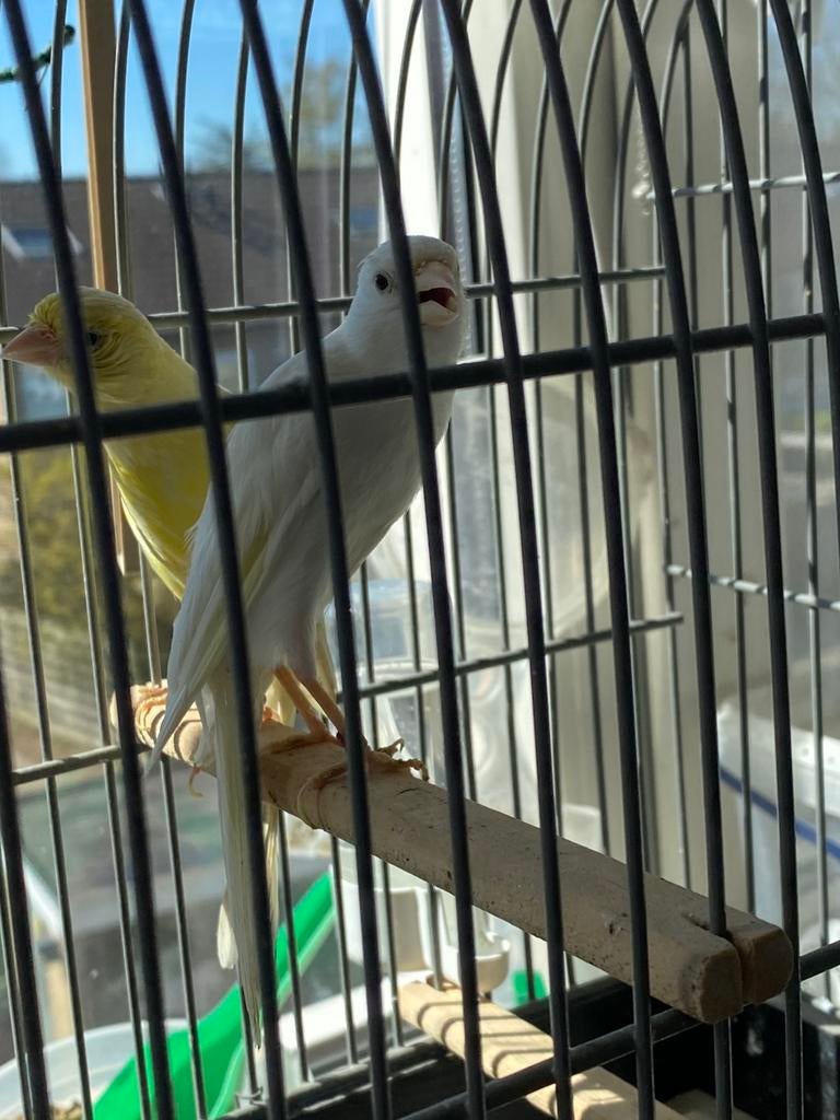 2 x Koppel scotch fancy, Meerdere dieren, Postuurkanarie